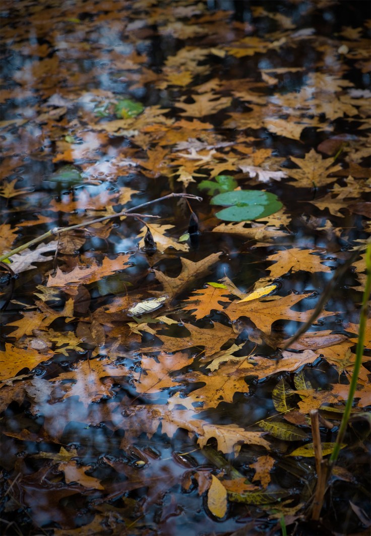 we've lost some vibrancy